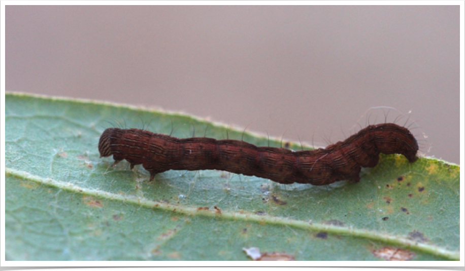 White Edge Moth on Oak
Oruza albocostalialta
Macon County, Alabama